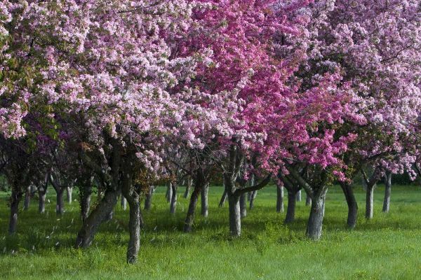 Canada, Ontario, Ottawa Grove of cherry trees